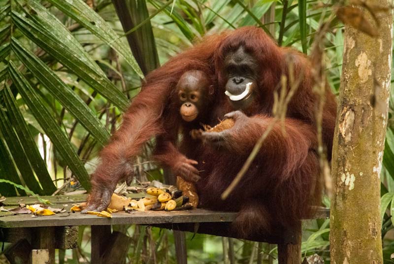 Semenggoh Wildlife Centre - Fütterung Orang Utans