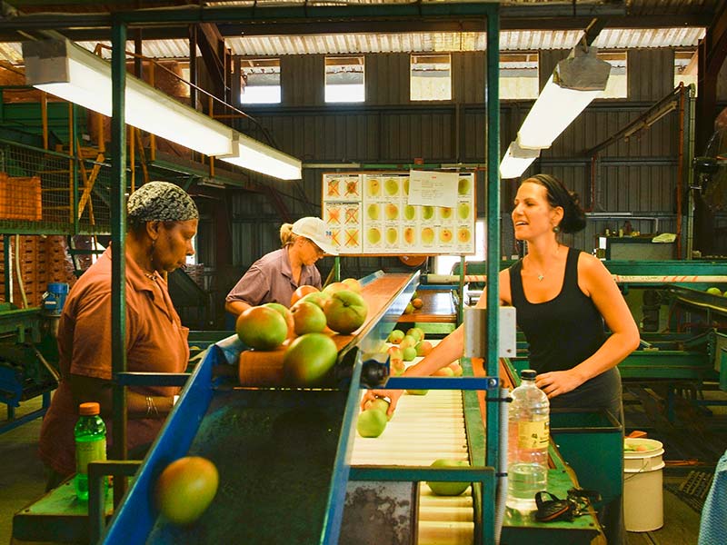 Mango Grader in Ayr, Australien