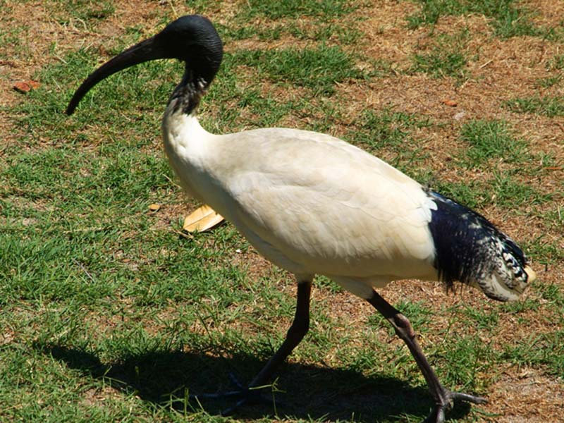 Ein typischer Vogel Australiens