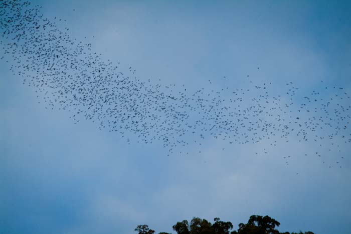 Fledermäuse im Nationalpark, Mulu, Borneo Malaysia