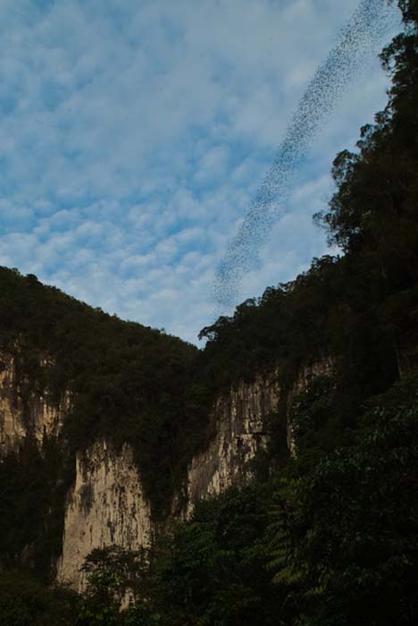 Fledermäuse kommen aus der Höhle, Mulu, Borneo Malaysia