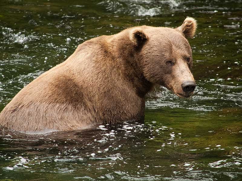 Grizzly beim Lachsfang in Alaska
