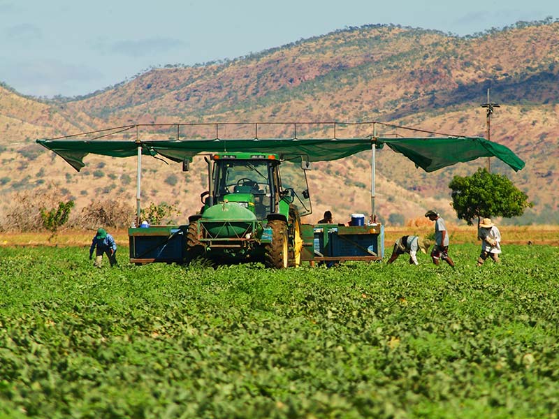 Melonen Pflücken im Outback Australiens