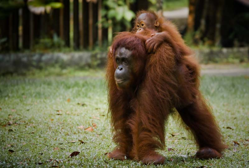 Orang Utans Delima und Selina, Semenggoh Wildlife Centre, Malaysia