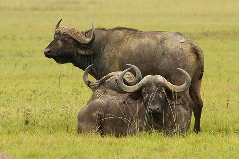 Büffel, Akagera Nationalpark, Ruanda