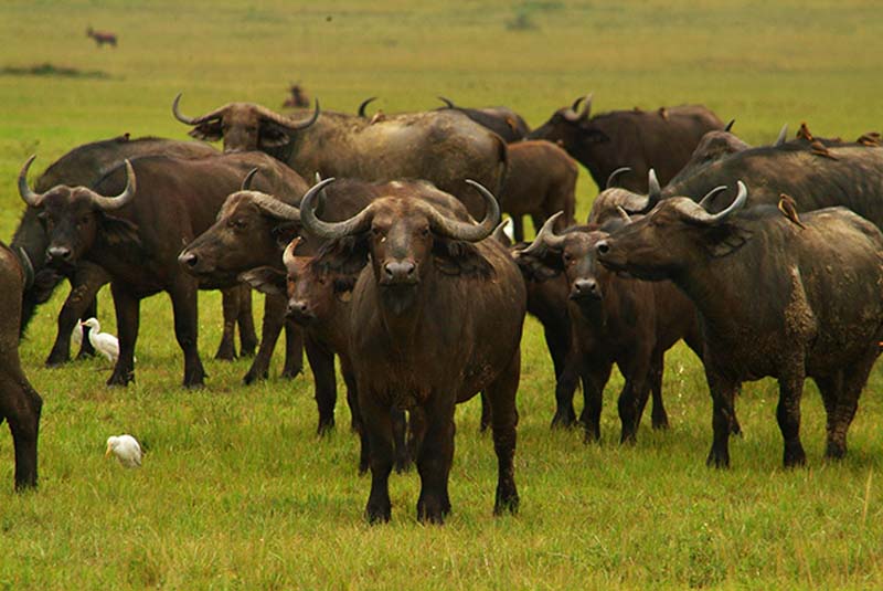 Büffel Gruppe, Akagera Nationalpark, Ruanda