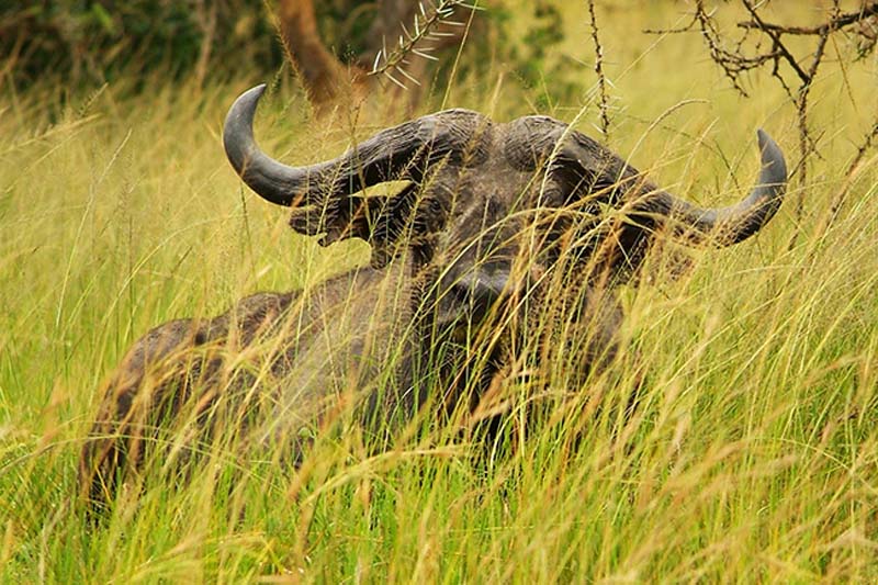 Büffel im Steppengras, Akagera Park, Ruanda