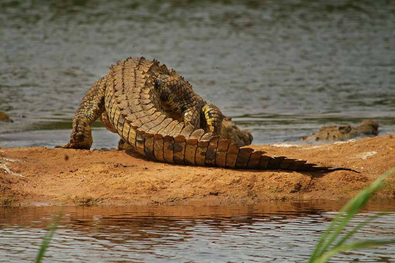 Krokodil geht ins Wasser, Akagera Park, Ruanda